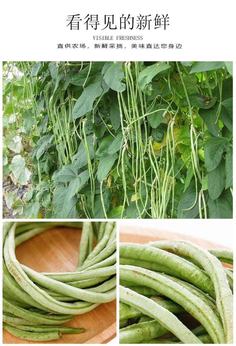 【新鲜豆角】樟树青豆角|精品豇豆|一手货源|产地直供