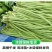 【新鲜豆角】樟树青豆角|精品豇豆|一手货源|产地直供