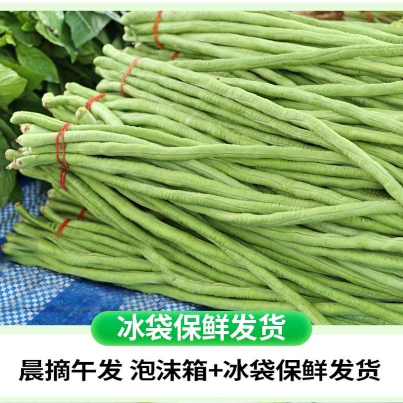 【新鲜豆角】樟树青豆角|精品豇豆|一手货源|产地直供