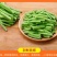 【新鲜豆角】樟树青豆角|精品豇豆|一手货源|产地直供