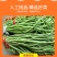 【新鲜豆角】樟树青豆角|精品豇豆|一手货源|产地直供