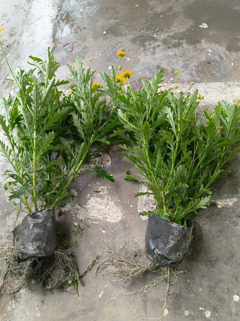 基地长期供应各种规格尺寸绿化小苗木春菊
