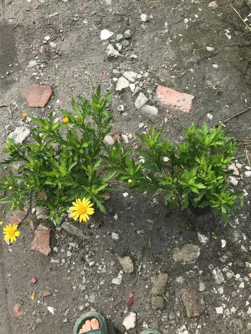 基地长期供应各种规格尺寸绿化小苗木春菊