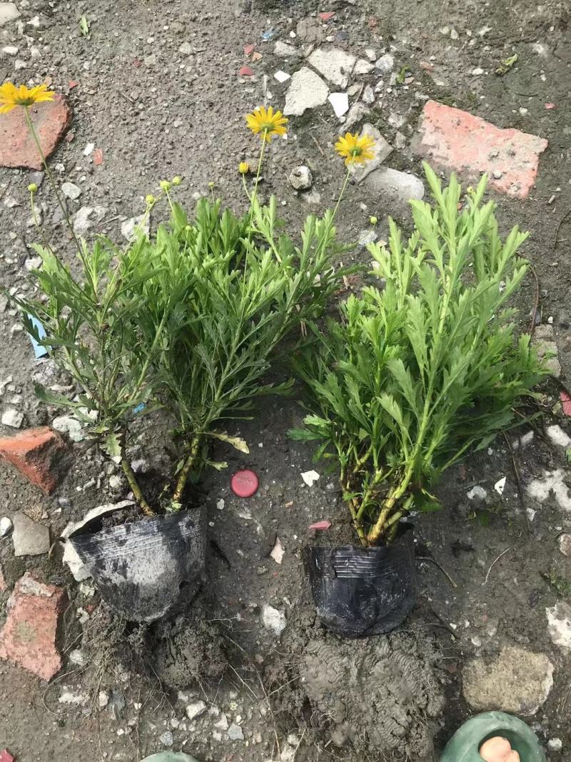 基地长期供应各种规格尺寸绿化小苗木春菊