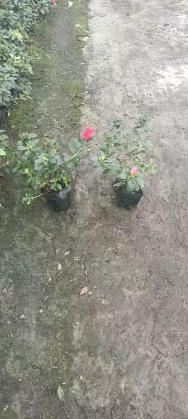 基地长期供应各种规格西洋鹃又称比利时杜鹃
