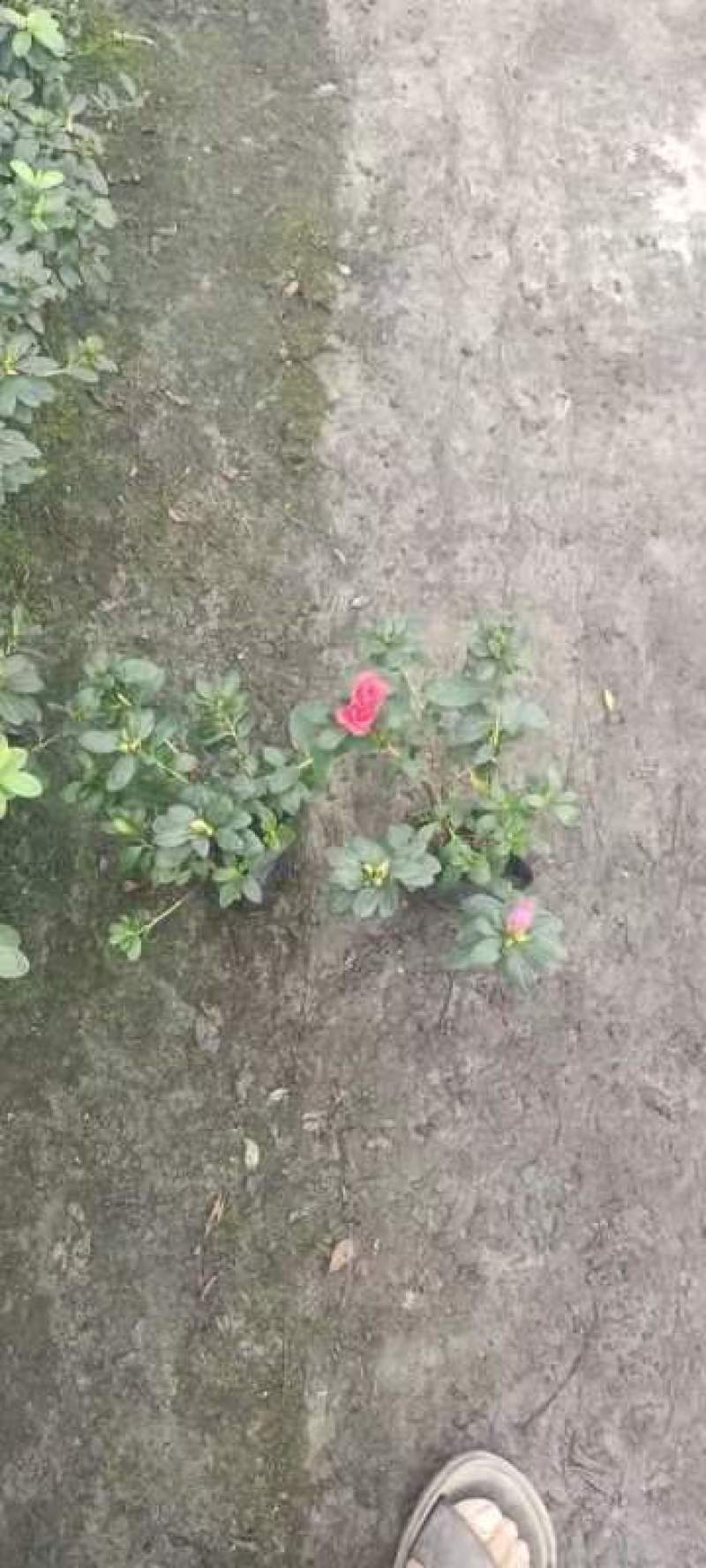 基地长期供应各种规格西洋鹃又称比利时杜鹃