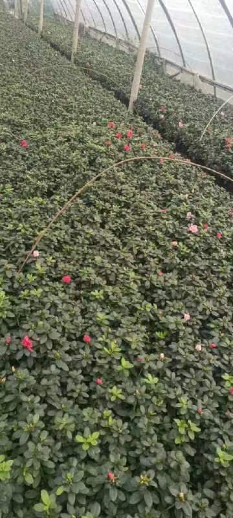 基地长期供应各种规格西洋鹃又称比利时杜鹃