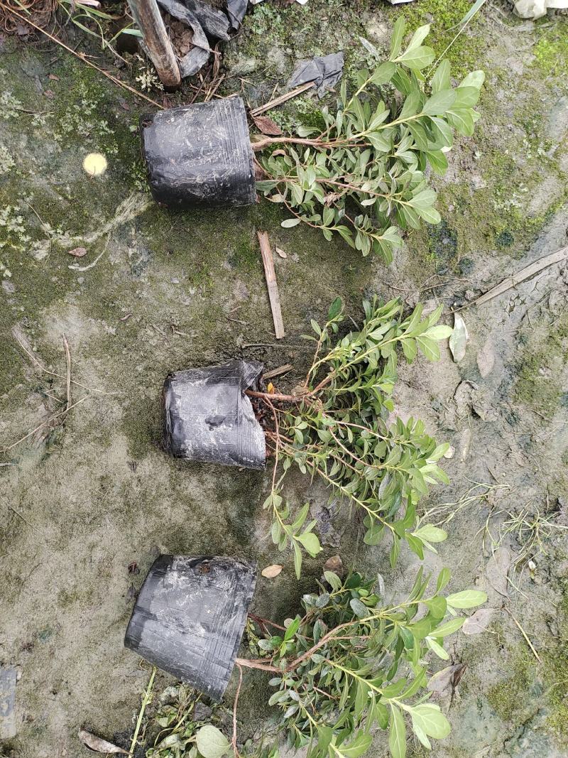 基地长期供应各种规格西洋鹃又称比利时杜鹃