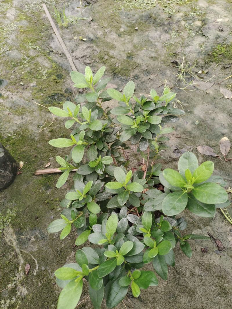 基地长期供应各种规格西洋鹃又称比利时杜鹃
