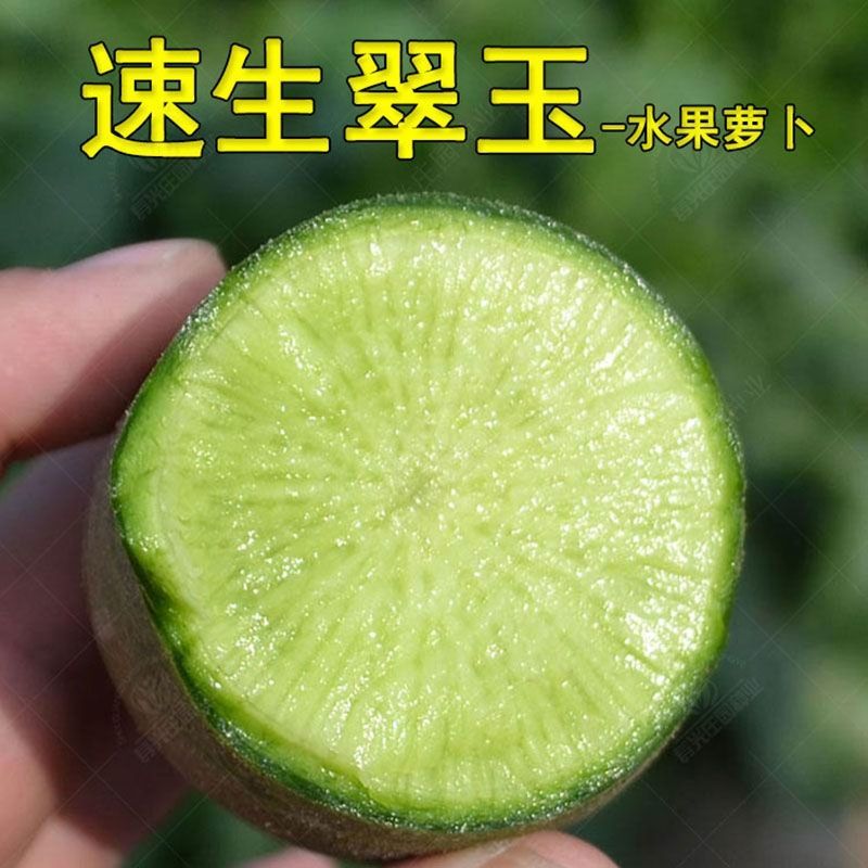 速生翠玉萝卜种子速生耐热抗病优质大青萝卜种籽春夏秋季播