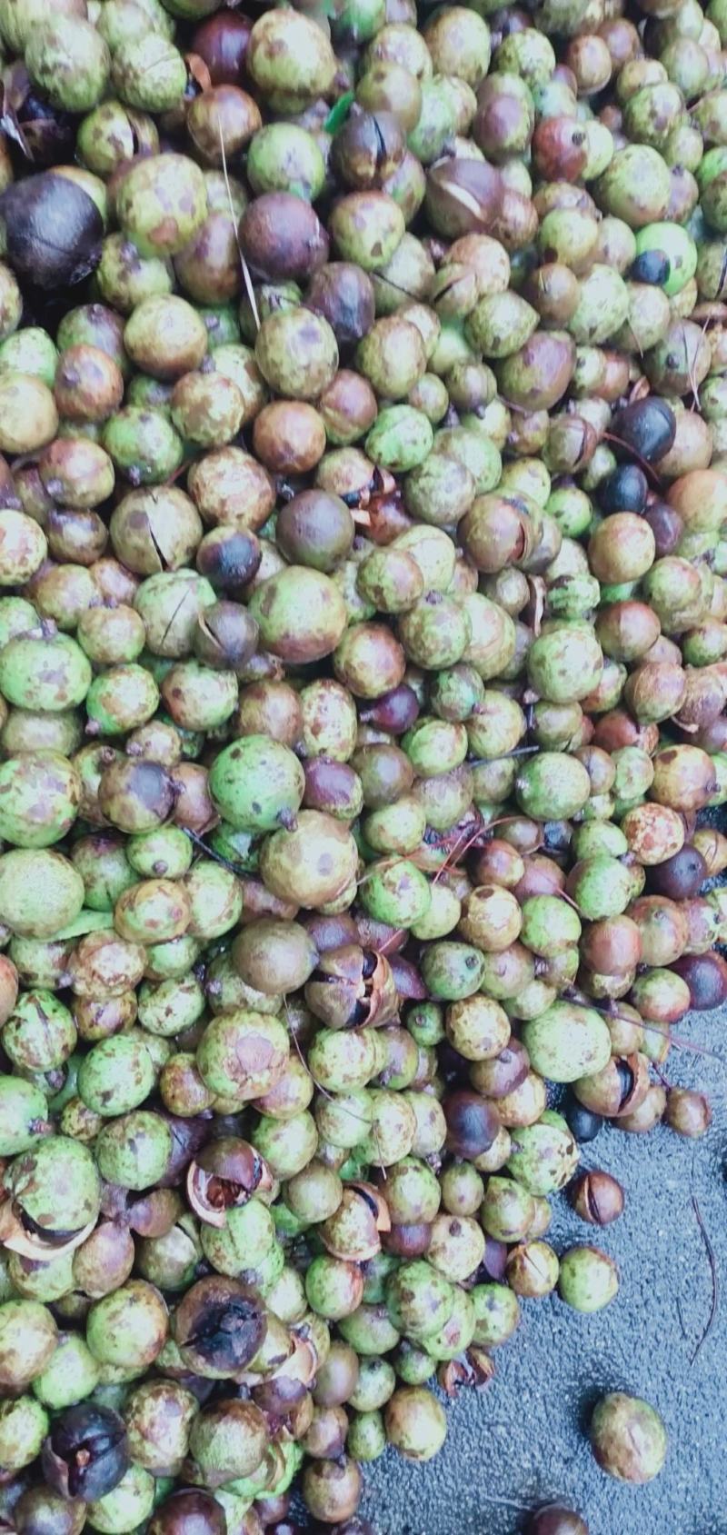 野生茶果，茶球，现摘现卖。