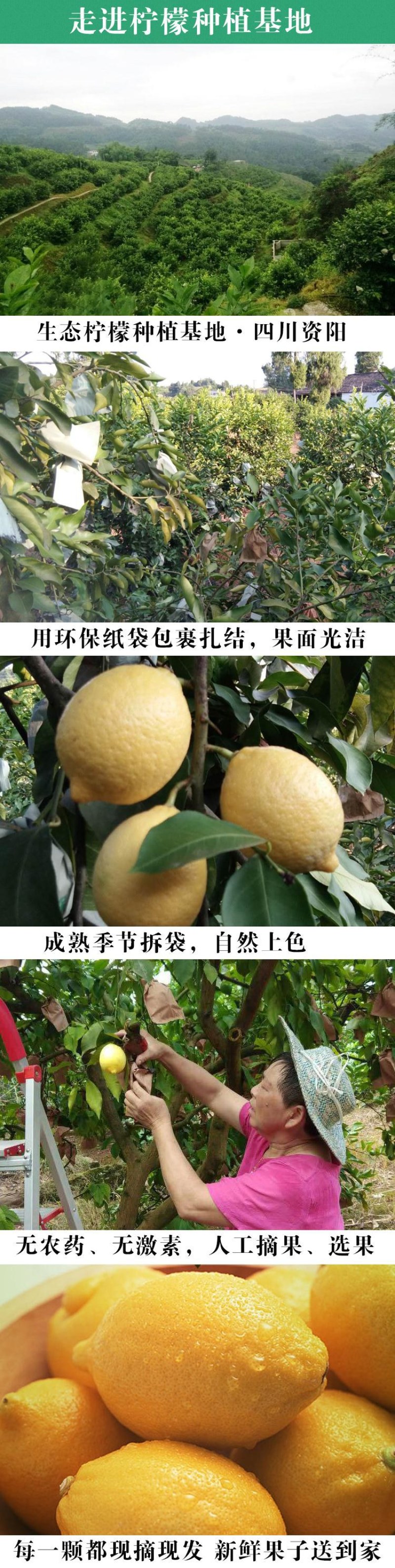安岳青柠檬优力克青果奶茶店榨汁切片新果产地直发支持整车
