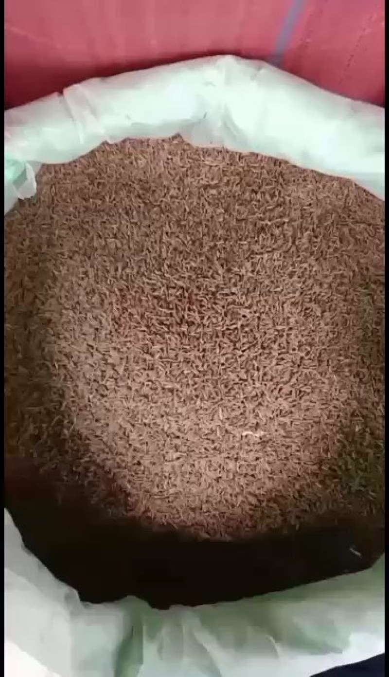 国产特绿小茴统绿小香味浓干净无杂质批零兼营