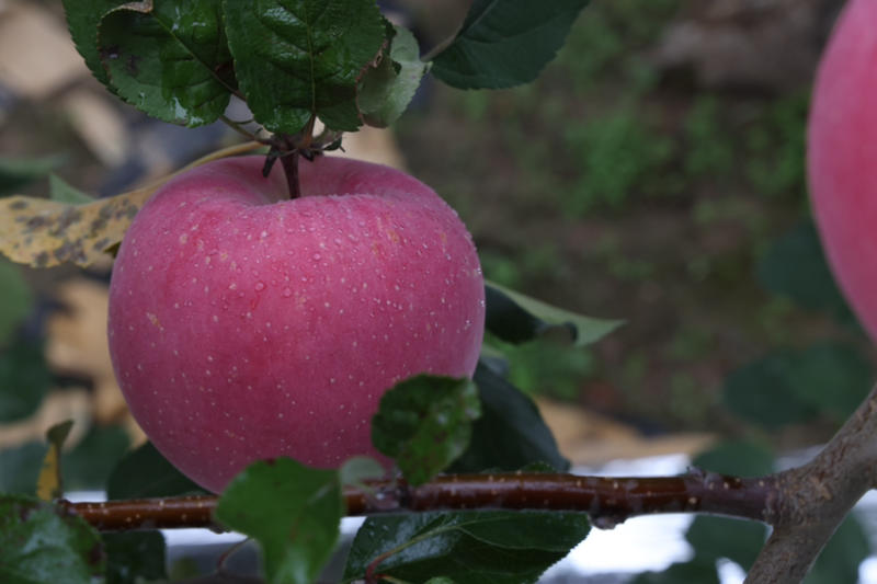【福利】特价陕西洛川苹果供应链甜脆团购一件代发包邮