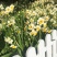 漳州水仙花种球盆栽水培水养植物室内花卉四季开花好养易活