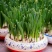 漳州水仙花种球盆栽水培水养植物室内花卉四季开花好养易活