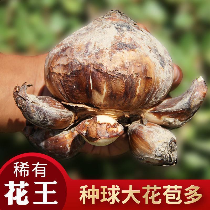 漳州水仙花种球盆栽水培水养植物室内花卉四季开花好养易活