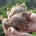 漳州水仙花种球盆栽水培水养植物室内花卉四季开花好养易活