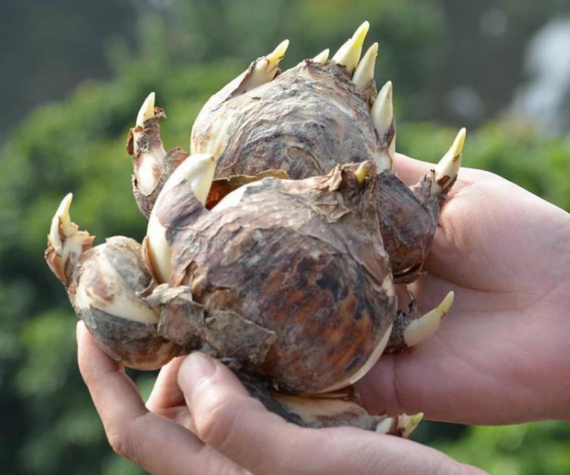 漳州水仙花种球盆栽水培水养植物室内花卉四季开花好养易活