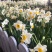 漳州水仙花种球盆栽水培水养植物室内花卉四季开花好养易活