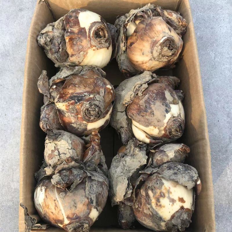 漳州水仙花种球盆栽水培水养植物室内花卉四季开花好养易活
