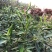 随行就市电议基地直供新鲜小米辣椒青辣椒指朝天椒蔬菜泡椒特