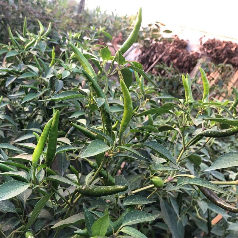 随行就市电议基地直供新鲜小米辣椒青辣椒指朝天椒蔬菜泡椒特
