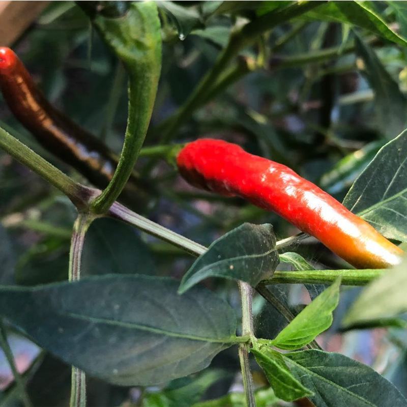 随行就市电议基地直供新鲜小米辣椒青辣椒指朝天椒蔬菜泡椒特
