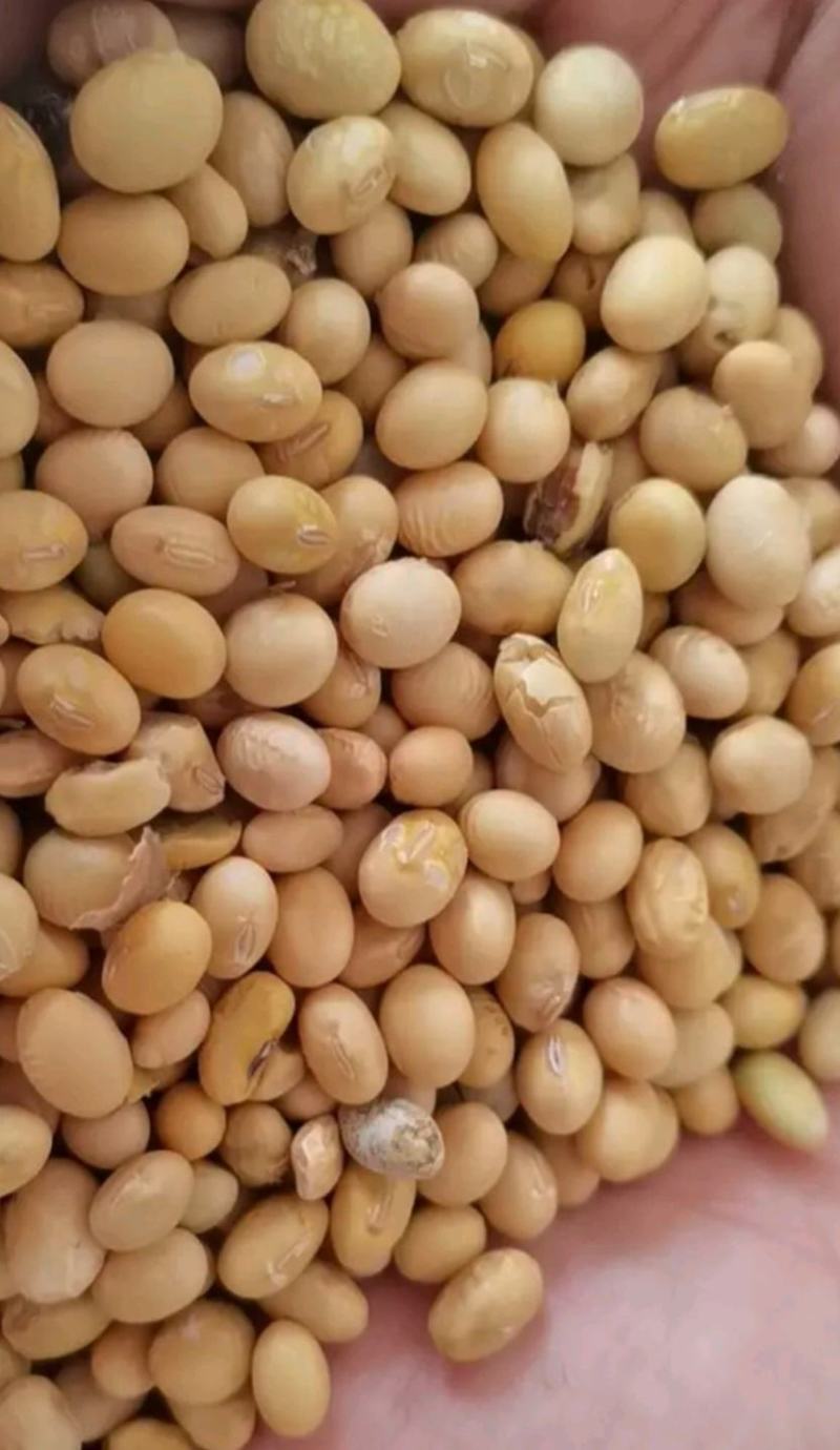 东北大豆产地直发大量有货质量好价格低