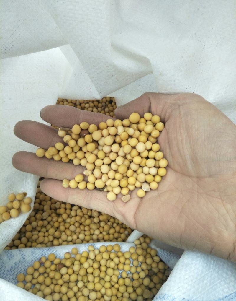 东北大豆产地直发大量有货质量好价格低