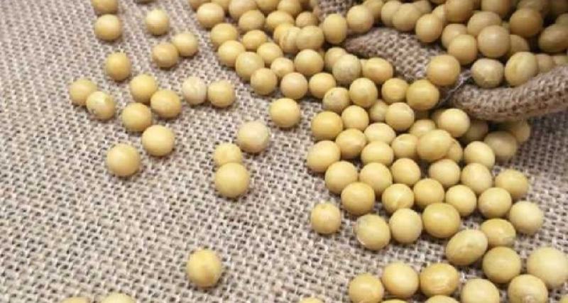 东北大豆产地直发大量有货质量好价格低