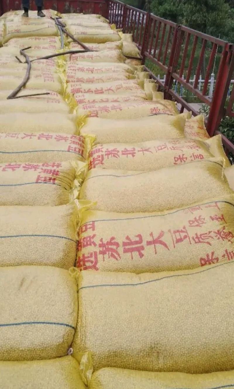 东北大豆产地直发大量有货质量好价格低