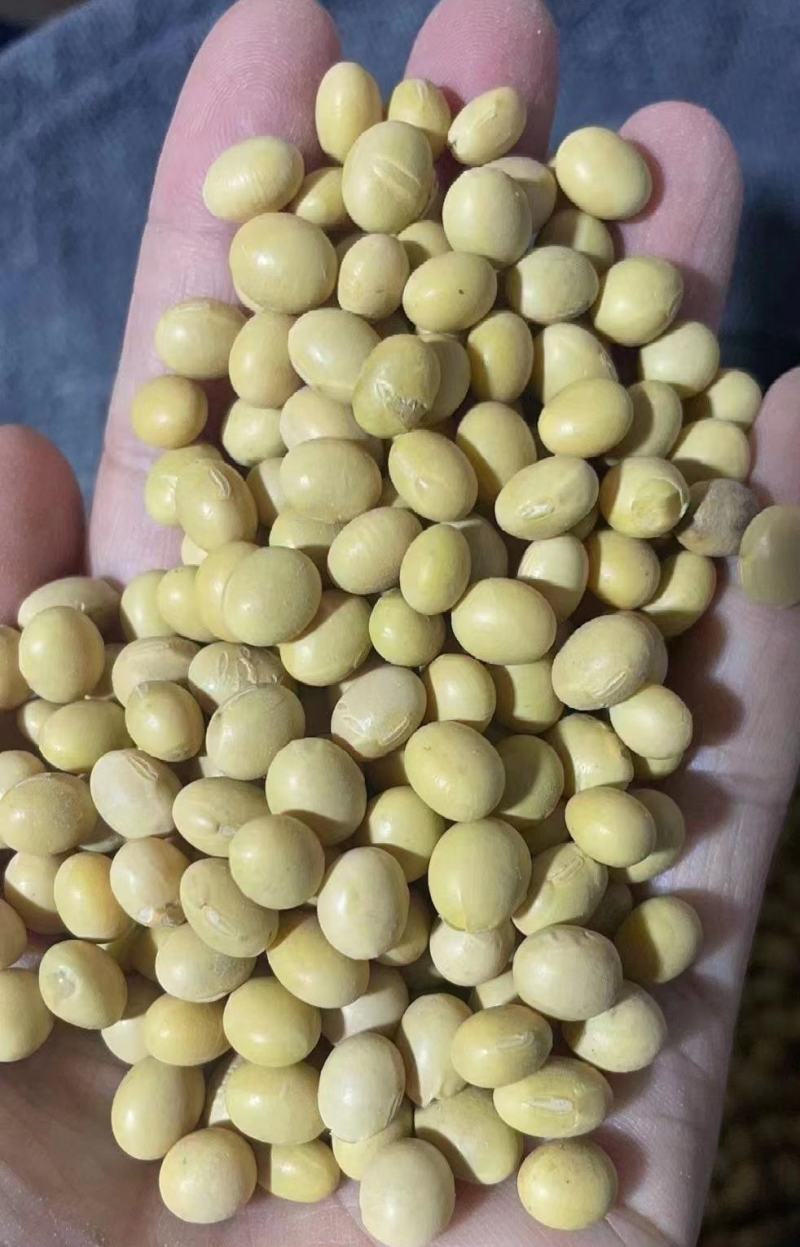 东北大豆产地直发大量有货质量好价格低