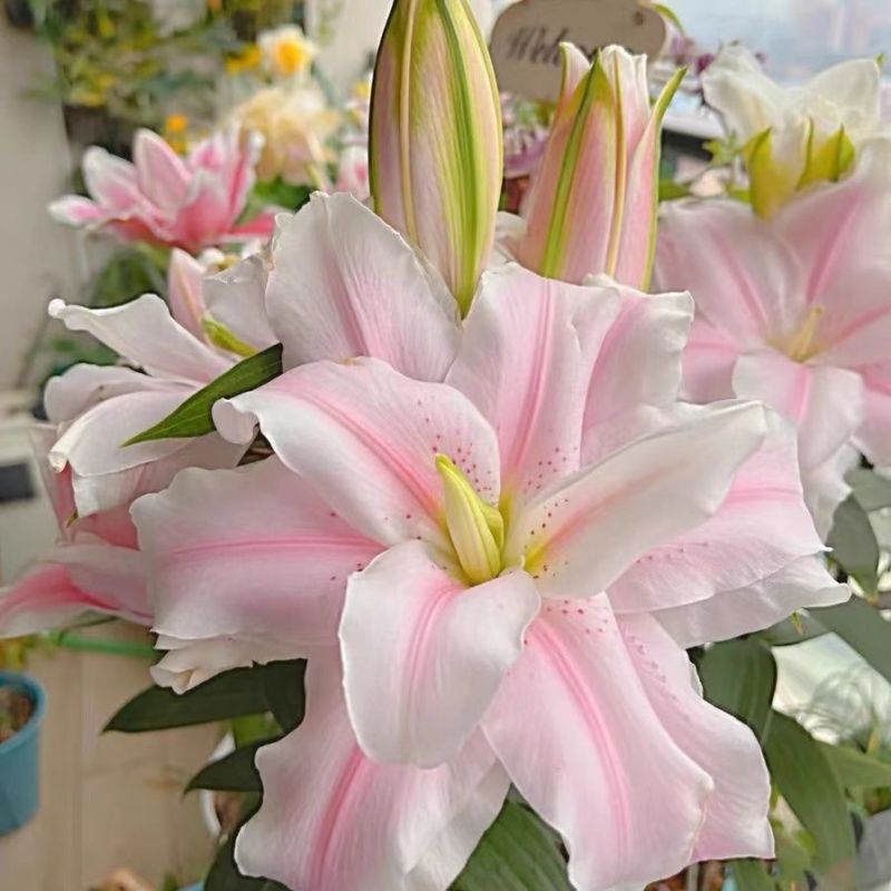 百合种球香水百合花种球带芽大球百合种子花卉植物室内盆栽