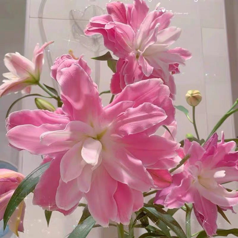 百合种球香水百合花种球带芽大球百合种子花卉植物室内盆栽