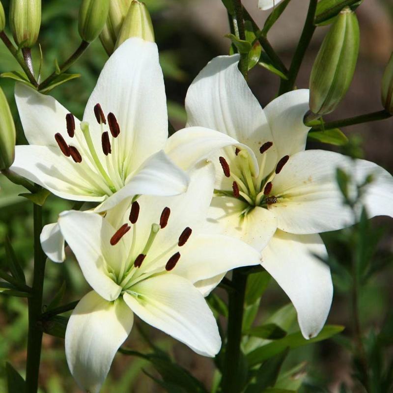 百合种球香水百合花种球带芽大球百合种子花卉植物室内盆栽