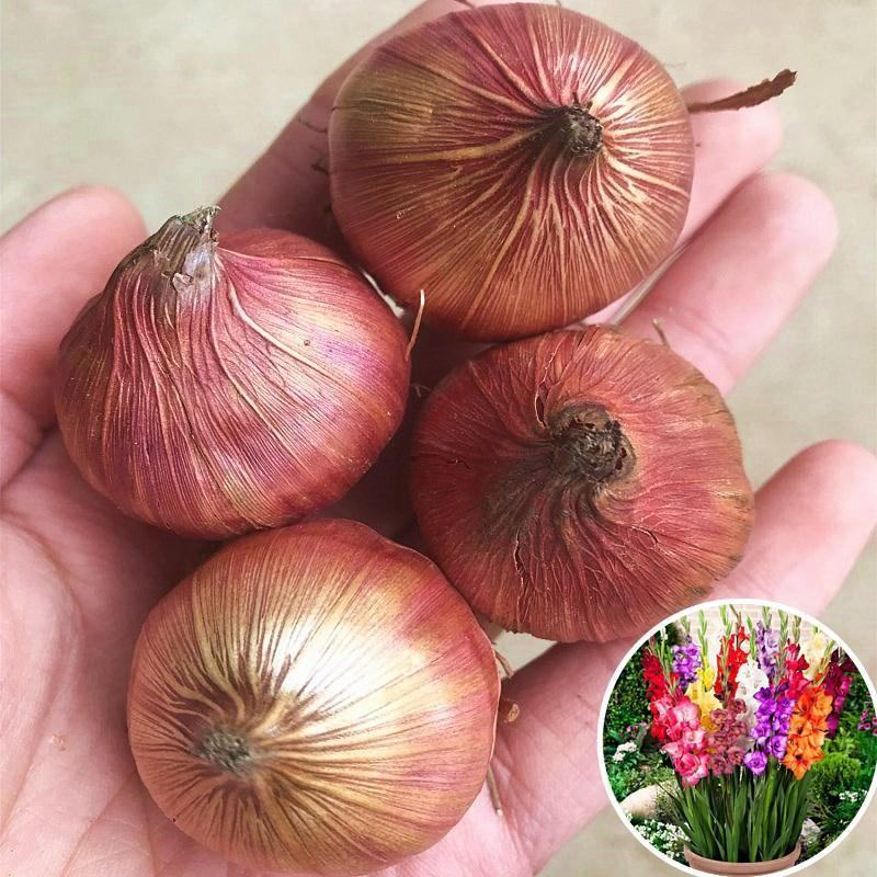 剑兰种球多年生花卉盆栽唐菖蒲四季庭院室外观花植物球根花卉