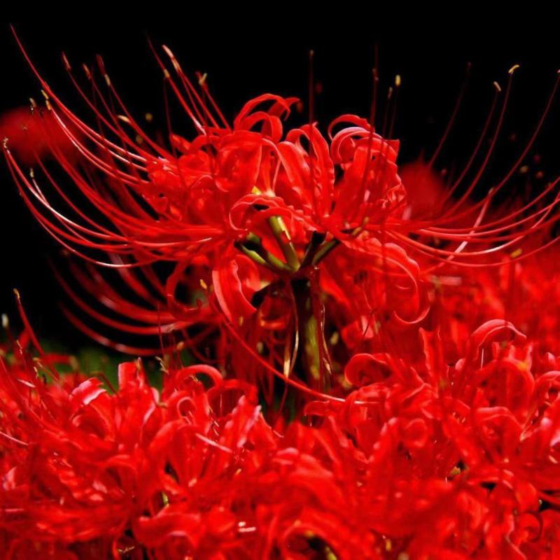 彼岸花种球曼珠沙华盆栽石蒜室内四季易种活花卉室外植物种植