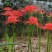 彼岸花种球曼珠沙华盆栽石蒜室内四季易种活花卉室外植物种植