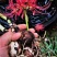 彼岸花种球曼珠沙华盆栽石蒜室内四季易种活花卉室外植物种植