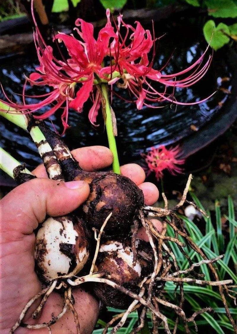 彼岸花种球曼珠沙华盆栽石蒜室内四季易种活花卉室外植物种植