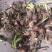 彼岸花种球曼珠沙华盆栽石蒜室内四季易种活花卉室外植物种植