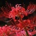 彼岸花种球曼珠沙华盆栽石蒜室内四季易种活花卉室外植物种植