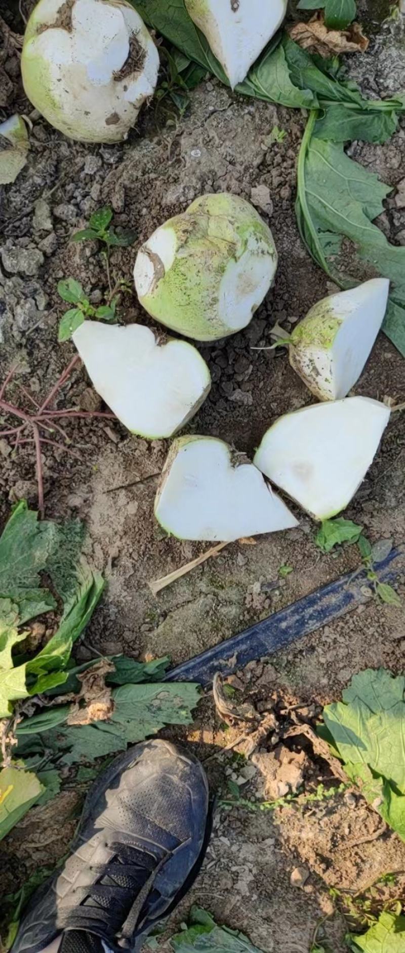 芥菜产地直发大量有货质量好价格低