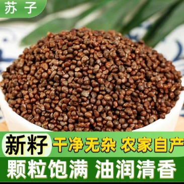 新货生紫苏籽粒500g东北特产新鲜紫苏子食用烧烤调料麻籽