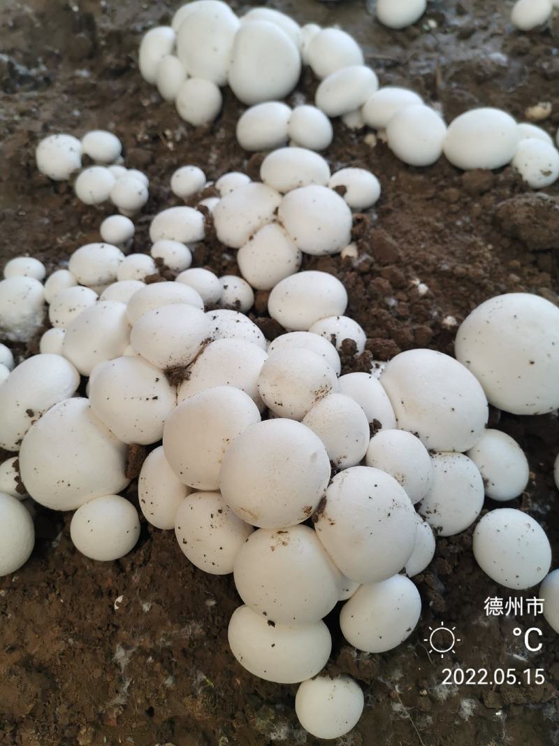 双孢菇菌种，出菇包，新方式新法栽培技术