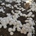 双孢菇菌种，出菇包，新方式新法栽培技术