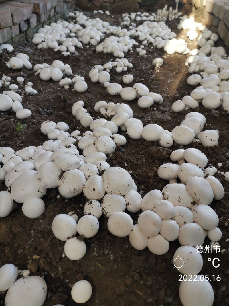 双孢菇菌种，出菇包，新方式新法栽培技术