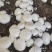 双孢菇菌种，出菇包，新方式新法栽培技术