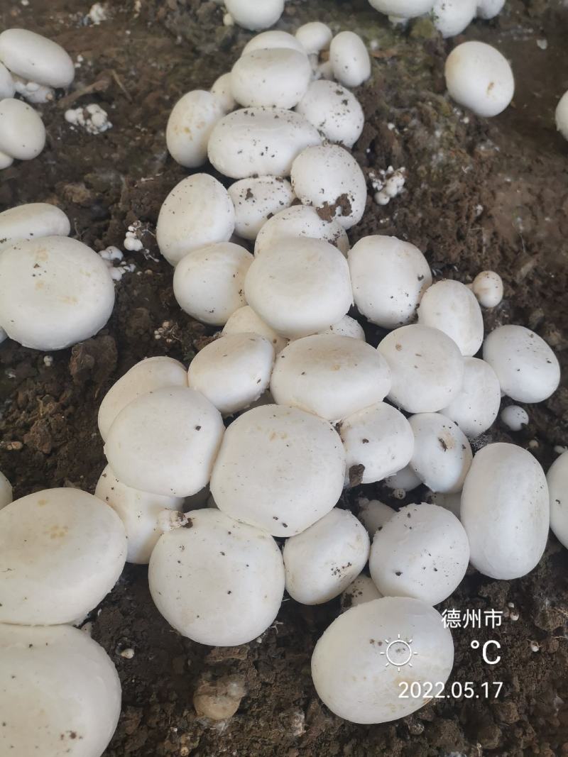 双孢菇菌种，出菇包，新方式新法栽培技术
